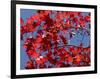 Japanese Maple in Autumn, Akan National Park, Hokkaido, Japan-Tony Waltham-Framed Photographic Print