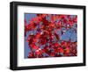 Japanese Maple in Autumn, Akan National Park, Hokkaido, Japan-Tony Waltham-Framed Photographic Print