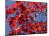 Japanese Maple in Autumn, Akan National Park, Hokkaido, Japan-Tony Waltham-Mounted Photographic Print