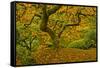 Japanese maple in Autumn, Portland, USA-Michel Hersen-Framed Stretched Canvas