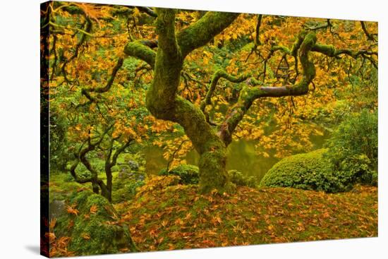 Japanese maple in Autumn, Portland, USA-Michel Hersen-Stretched Canvas