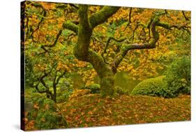 Japanese maple in Autumn, Portland, USA-Michel Hersen-Stretched Canvas