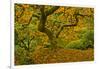 Japanese maple in Autumn, Portland, USA-Michel Hersen-Framed Photographic Print