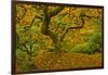 Japanese maple in Autumn, Portland, USA-Michel Hersen-Framed Photographic Print