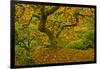 Japanese maple in Autumn, Portland, USA-Michel Hersen-Framed Photographic Print