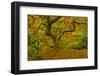 Japanese maple in Autumn, Portland, USA-Michel Hersen-Framed Photographic Print