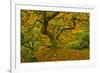 Japanese maple in Autumn, Portland, USA-Michel Hersen-Framed Photographic Print