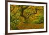 Japanese maple in Autumn, Portland, USA-Michel Hersen-Framed Photographic Print