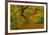 Japanese maple in Autumn, Portland, USA-Michel Hersen-Framed Photographic Print