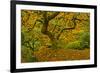 Japanese maple in Autumn, Portland, USA-Michel Hersen-Framed Photographic Print