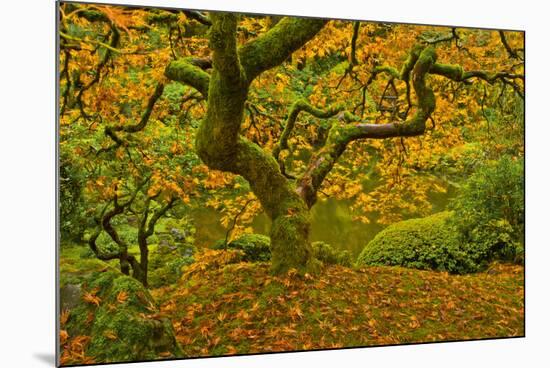 Japanese maple in Autumn, Portland, USA-Michel Hersen-Mounted Photographic Print