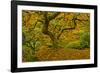 Japanese maple in Autumn, Portland, USA-Michel Hersen-Framed Photographic Print