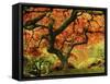 Japanese Maple in Full Fall Color, Portland Japanese Garden, Portland, Oregon, USA-Michel Hersen-Framed Stretched Canvas