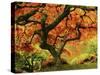 Japanese Maple in Full Fall Color, Portland Japanese Garden, Portland, Oregon, USA-Michel Hersen-Stretched Canvas