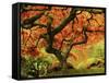 Japanese Maple in Full Fall Color, Portland Japanese Garden, Portland, Oregon, USA-Michel Hersen-Framed Stretched Canvas