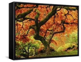 Japanese Maple in Full Fall Color, Portland Japanese Garden, Portland, Oregon, USA-Michel Hersen-Framed Stretched Canvas