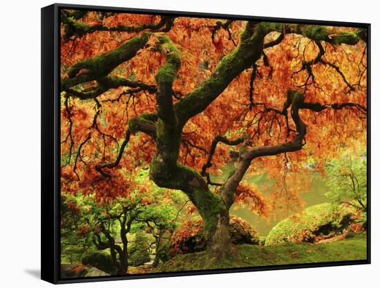 Japanese Maple in Full Fall Color, Portland Japanese Garden, Portland, Oregon, USA-Michel Hersen-Framed Stretched Canvas