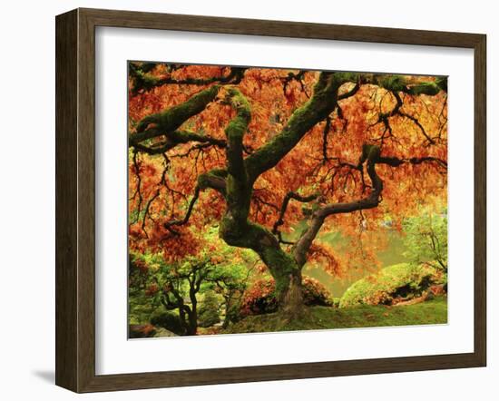 Japanese Maple in Full Fall Color, Portland Japanese Garden, Portland, Oregon, USA-Michel Hersen-Framed Premium Photographic Print