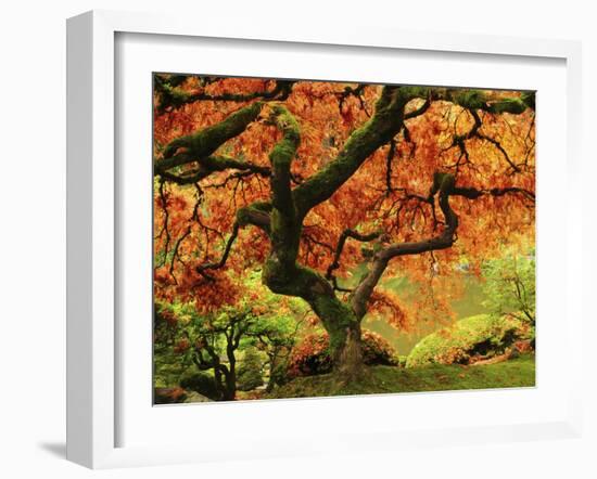 Japanese Maple in Full Fall Color, Portland Japanese Garden, Portland, Oregon, USA-Michel Hersen-Framed Premium Photographic Print