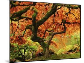 Japanese Maple in Full Fall Color, Portland Japanese Garden, Portland, Oregon, USA-Michel Hersen-Mounted Premium Photographic Print