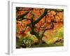 Japanese Maple in Full Fall Color, Portland Japanese Garden, Portland, Oregon, USA-Michel Hersen-Framed Premium Photographic Print