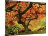 Japanese Maple in Full Fall Color, Portland Japanese Garden, Portland, Oregon, USA-Michel Hersen-Mounted Premium Photographic Print