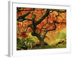 Japanese Maple in Full Fall Color, Portland Japanese Garden, Portland, Oregon, USA-Michel Hersen-Framed Photographic Print