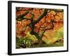 Japanese Maple in Full Fall Color, Portland Japanese Garden, Portland, Oregon, USA-Michel Hersen-Framed Photographic Print