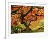 Japanese Maple in Full Fall Color, Portland Japanese Garden, Portland, Oregon, USA-Michel Hersen-Framed Photographic Print