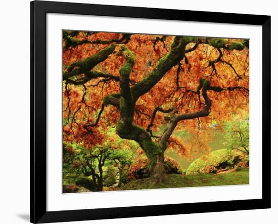 Japanese Maple in Full Fall Color, Portland Japanese Garden, Portland, Oregon, USA-Michel Hersen-Framed Photographic Print