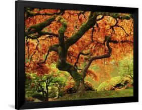 Japanese Maple in Full Fall Color, Portland Japanese Garden, Portland, Oregon, USA-Michel Hersen-Framed Photographic Print