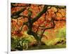 Japanese Maple in Full Fall Color, Portland Japanese Garden, Portland, Oregon, USA-Michel Hersen-Framed Photographic Print