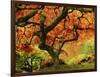 Japanese Maple in Full Fall Color, Portland Japanese Garden, Portland, Oregon, USA-Michel Hersen-Framed Photographic Print