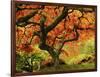 Japanese Maple in Full Fall Color, Portland Japanese Garden, Portland, Oregon, USA-Michel Hersen-Framed Photographic Print