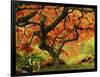 Japanese Maple in Full Fall Color, Portland Japanese Garden, Portland, Oregon, USA-Michel Hersen-Framed Photographic Print