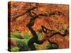 Japanese Maple in Full Fall Color, Portland Japanese Garden, Portland, Oregon, USA-Michel Hersen-Stretched Canvas