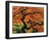 Japanese Maple in Full Fall Color, Portland Japanese Garden, Portland, Oregon, USA-Michel Hersen-Framed Photographic Print