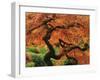 Japanese Maple in Full Fall Color, Portland Japanese Garden, Portland, Oregon, USA-Michel Hersen-Framed Photographic Print