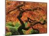 Japanese Maple in Full Fall Color, Portland Japanese Garden, Portland, Oregon, USA-Michel Hersen-Mounted Photographic Print
