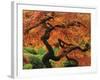 Japanese Maple in Full Fall Color, Portland Japanese Garden, Portland, Oregon, USA-Michel Hersen-Framed Photographic Print