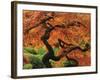 Japanese Maple in Full Fall Color, Portland Japanese Garden, Portland, Oregon, USA-Michel Hersen-Framed Photographic Print