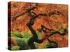 Japanese Maple in Full Fall Color, Portland Japanese Garden, Portland, Oregon, USA-Michel Hersen-Stretched Canvas