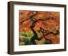 Japanese Maple in Full Fall Color, Portland Japanese Garden, Portland, Oregon, USA-Michel Hersen-Framed Photographic Print