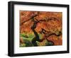 Japanese Maple in Full Fall Color, Portland Japanese Garden, Portland, Oregon, USA-Michel Hersen-Framed Photographic Print