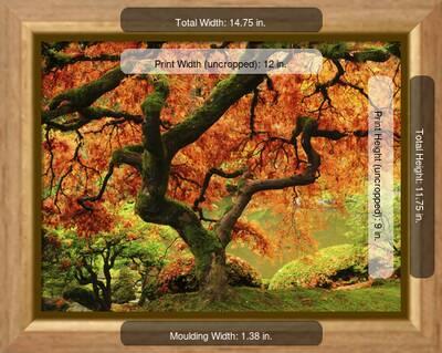 Japanese Maple in Full Fall Color, Portland Japanese Garden ...
