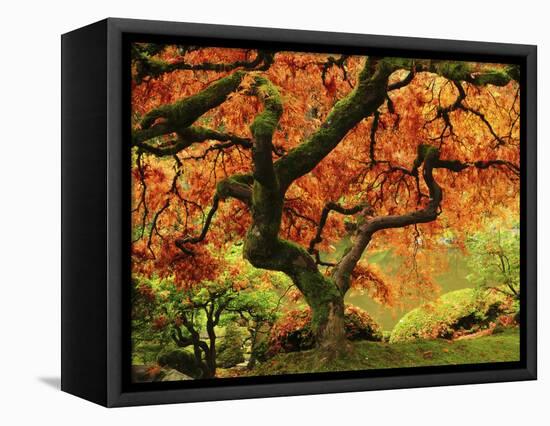 Japanese Maple in Full Fall Color, Portland Japanese Garden, Portland, Oregon, USA-Michel Hersen-Framed Stretched Canvas