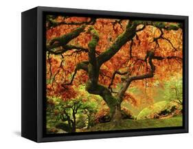 Japanese Maple in Full Fall Color, Portland Japanese Garden, Portland, Oregon, USA-Michel Hersen-Framed Stretched Canvas