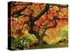 Japanese Maple in Full Fall Color, Portland Japanese Garden, Portland, Oregon, USA-Michel Hersen-Stretched Canvas