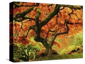 Japanese Maple in Full Fall Color, Portland Japanese Garden, Portland, Oregon, USA-Michel Hersen-Stretched Canvas