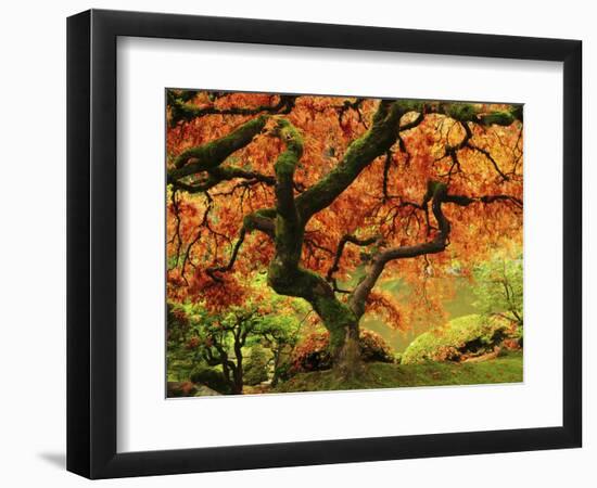 Japanese Maple in Full Fall Color, Portland Japanese Garden, Portland, Oregon, USA-Michel Hersen-Framed Photographic Print